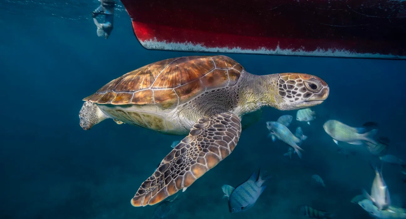 Des équipes de surveillance nocturne à Cabo Verde observent 30 tortues caouannes par nuit : une étude révèle une hausse exceptionnelle de 80 fois.