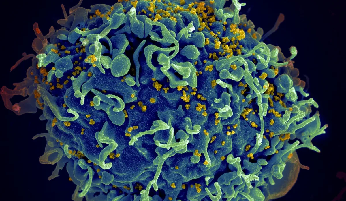Des gènes VIH éliminés chez des animaux vivants grâce à CRISPR
