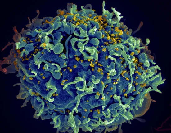 Des gènes VIH éliminés chez des animaux vivants grâce à CRISPR