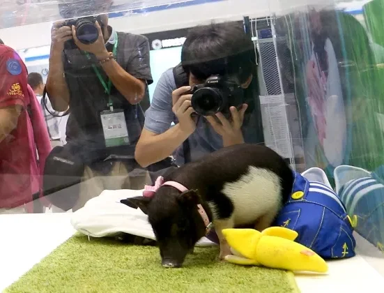 Des microporcs génétiquement modifiés bientôt disponibles comme animaux de compagnie en Chine