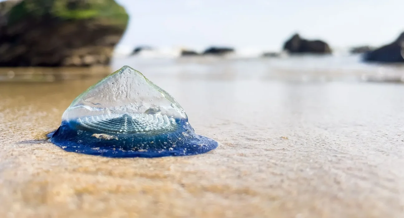 Des milliers de créatures bleues électriques échouent sur les côtes du nord-ouest du pays de Galles.