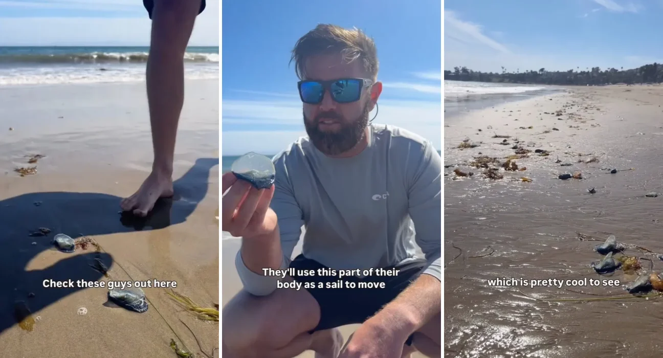 Des milliers de créatures marines étonnantes transportées par le vent échouent sur la plage de Santa Barbara.