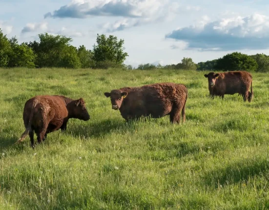 « Des milliers de tiques invisibles envahissent la vallée du Hudson, avec un décès animal confirmé »
