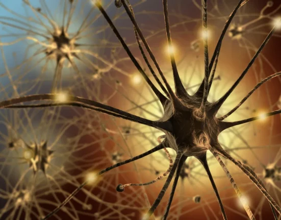 Des neuroscientifiques observent désormais les neurones en action en temps réel.