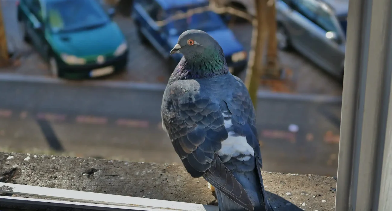 Des ossements anciens révèlent que les pigeons cohabitaient avec les humains 1 000 ans plus tôt que prévu.