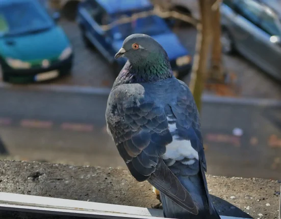 Des ossements anciens révèlent que les pigeons cohabitaient avec les humains 1 000 ans plus tôt que prévu.