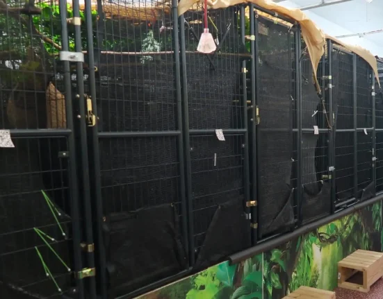 Des paresseux en Floride révèlent les dangers cachés de la traite illégale des animaux de compagnie.