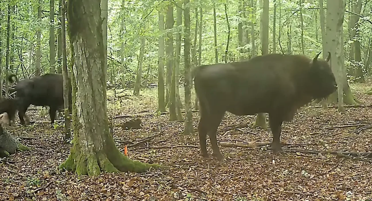 Des pièges photographiques capturent l'attaque de loups sur des bisons européens pour la première fois dans la forêt ancienne de Pologne.