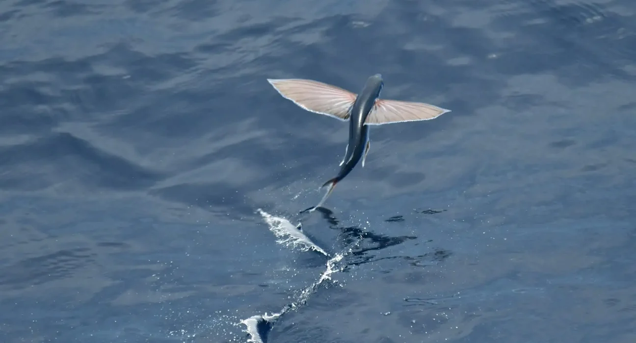 Des poissons volants dansent au-dessus des vagues pour échapper aux prédateurs.