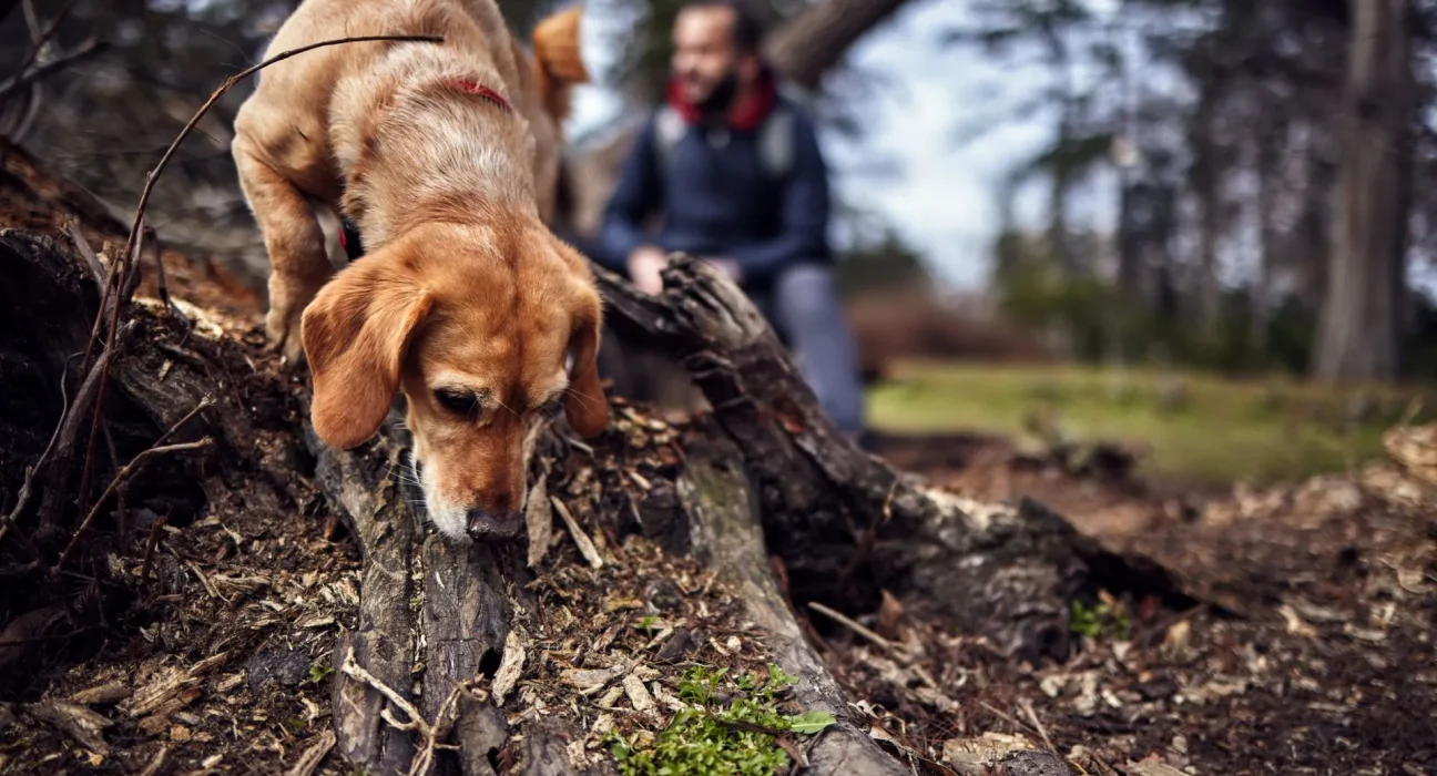 Des propriétaires de chiens formés pour détecter les œufs de la mouche tigrée, selon une étude.
