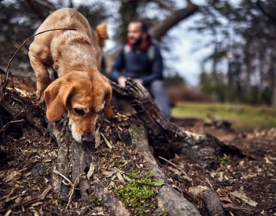 Des propriétaires de chiens formés pour détecter les œufs de la mouche tigrée, selon une étude.