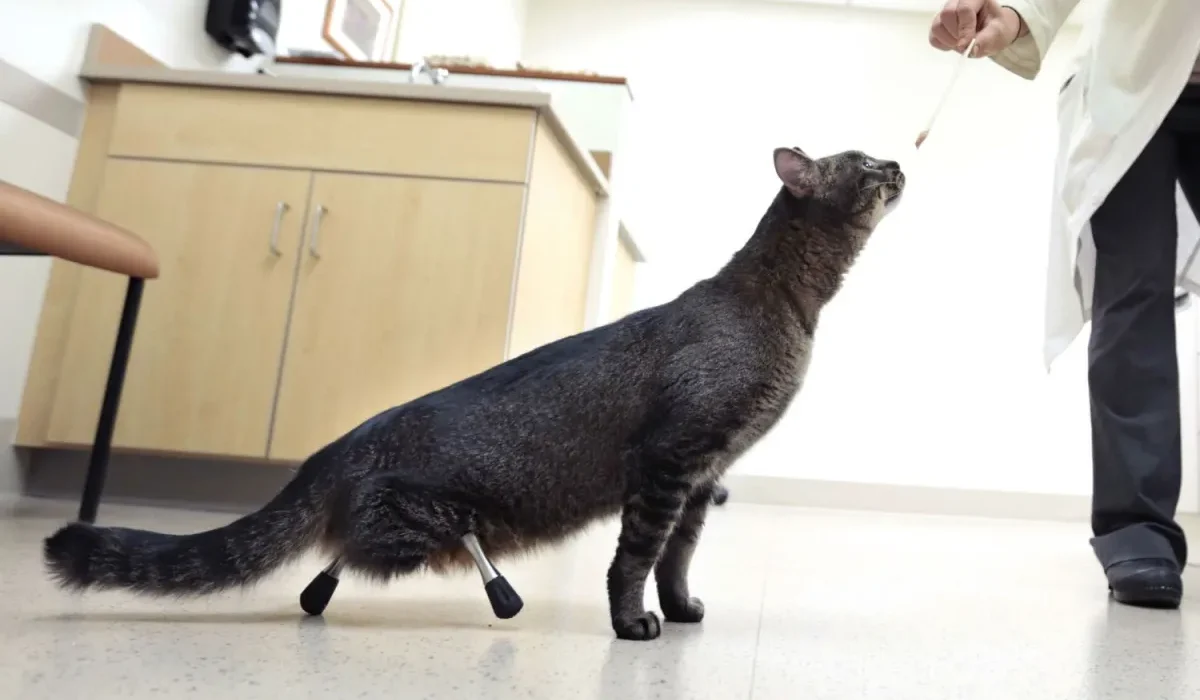 Des prothèses novatrices permettent à Vincent le chat de marcher pour la première fois.