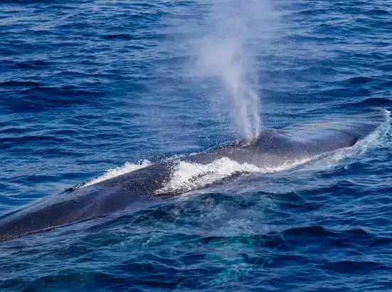 Des responsables récupèrent le corps d'une immense baleine échouée sur une île française.