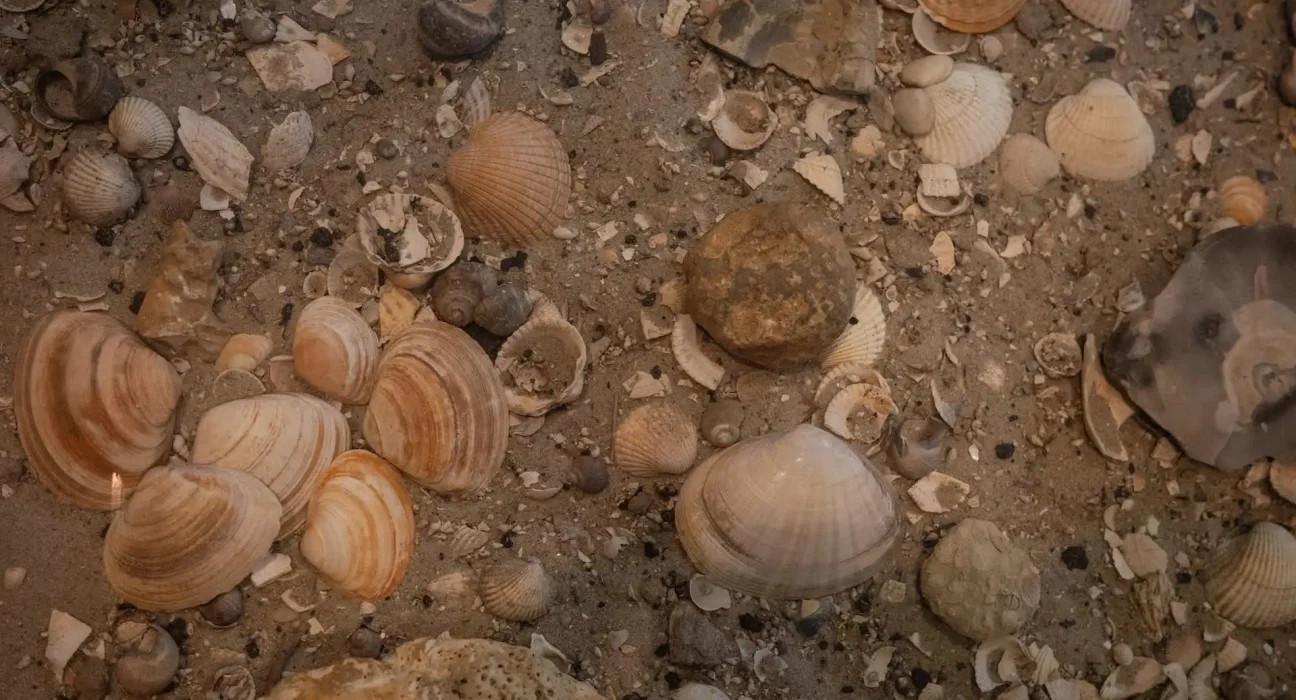 Des roches anciennes dévoilent comment l'élévation des montagnes a aidé les animaux à former des coquilles à travers le monde.
