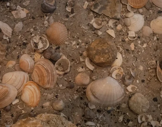 Des roches anciennes dévoilent comment l'élévation des montagnes a aidé les animaux à former des coquilles à travers le monde.