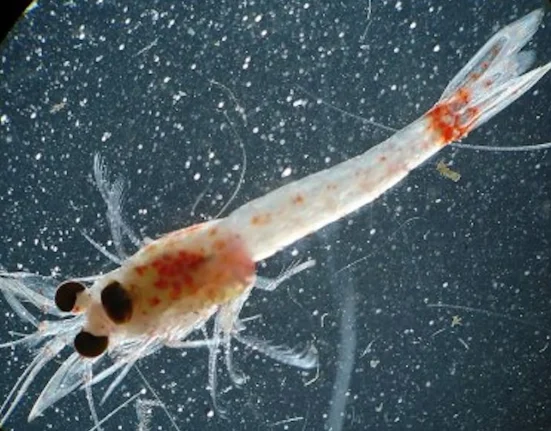 Des scientifiques découvrent des crevettes rouges ensanglantées dans le lac Supérieur, confirmant l'invasion des cinq Grands Lacs.