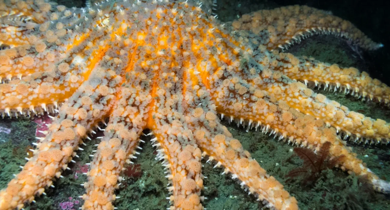 Des scientifiques découvrent des étoile de mer en danger grâce à une méthode innovante de détection ADN.