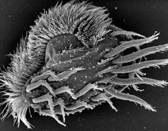 Des scientifiques découvrent des « supergéants » unicellulaires qui chassent et engloutissent leurs congénères.