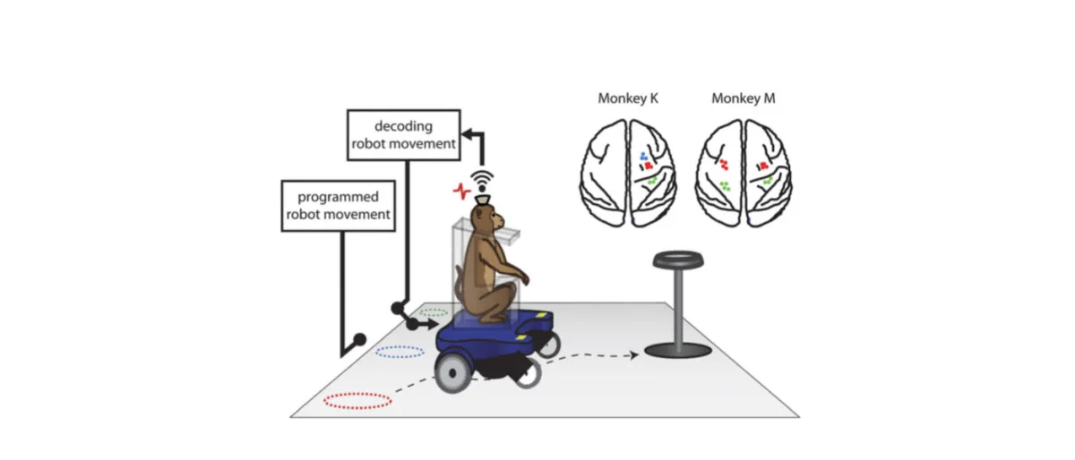 Des scientifiques révolutionnent la mobilité avec un fauteuil roulant contrôlé par la pensée.