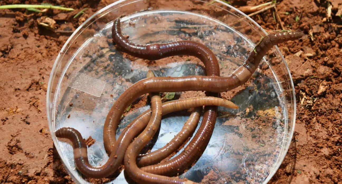 Des vers envahissants menacent nos sols dans près de 40 États