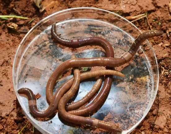 Des vers envahissants menacent nos sols dans près de 40 États