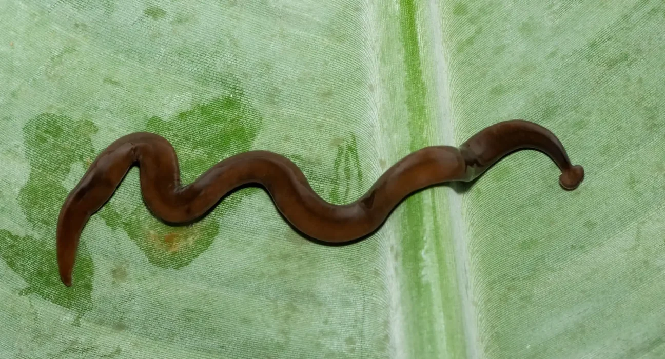 Des vers marteaux toxiques envahissent les pelouses de Louisiane : attention à ne pas les toucher.
