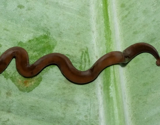 Des vers marteaux toxiques envahissent les pelouses de Louisiane : attention à ne pas les toucher.