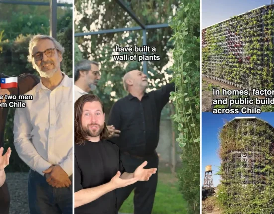 Deux hommes conçoivent un mur végétal vivant qui filtre plus de 90 % des polluants du bois tout en cultivant des légumes.