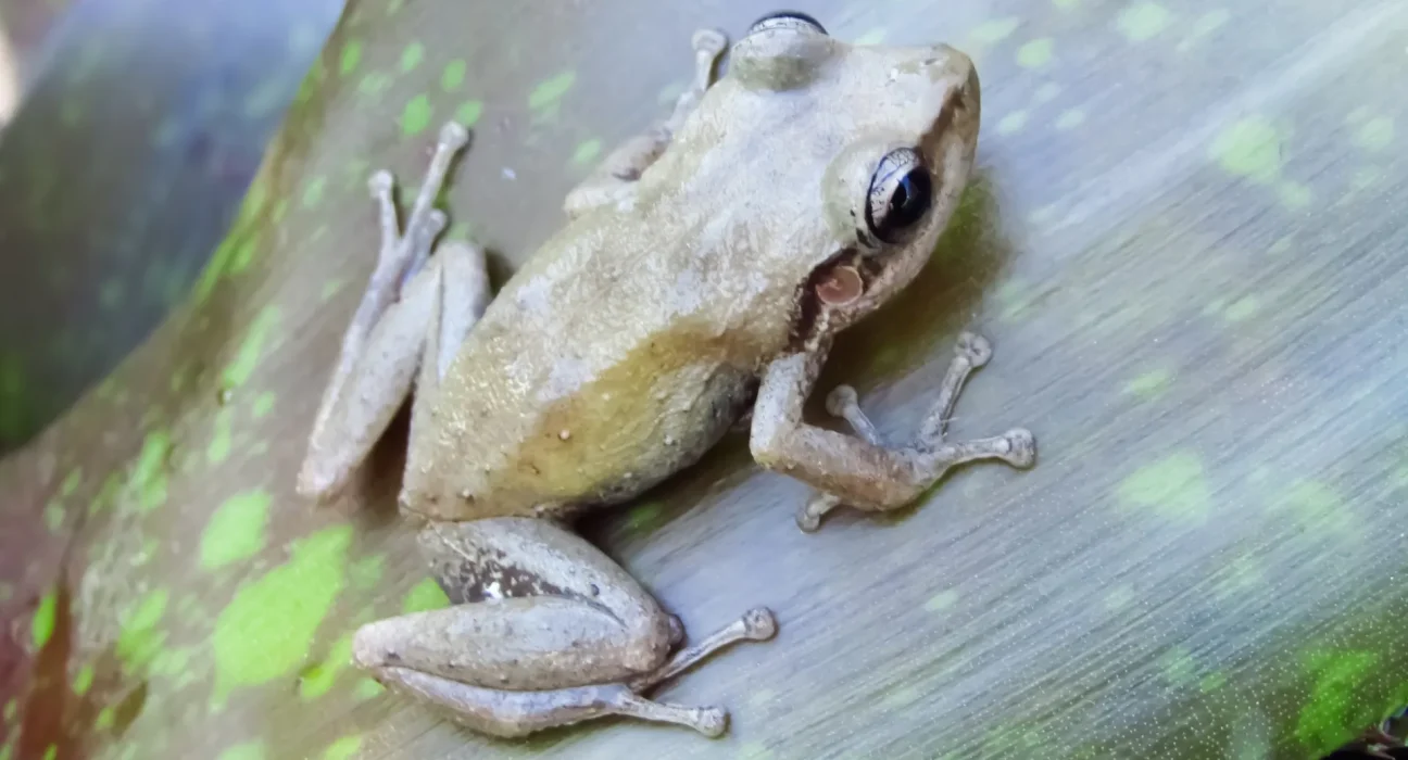 Deux nuits et 80 gallons de solution d'acide citrique plus tard, les habitants de Maui éliminent enfin deux petites grenouilles envahissantes.