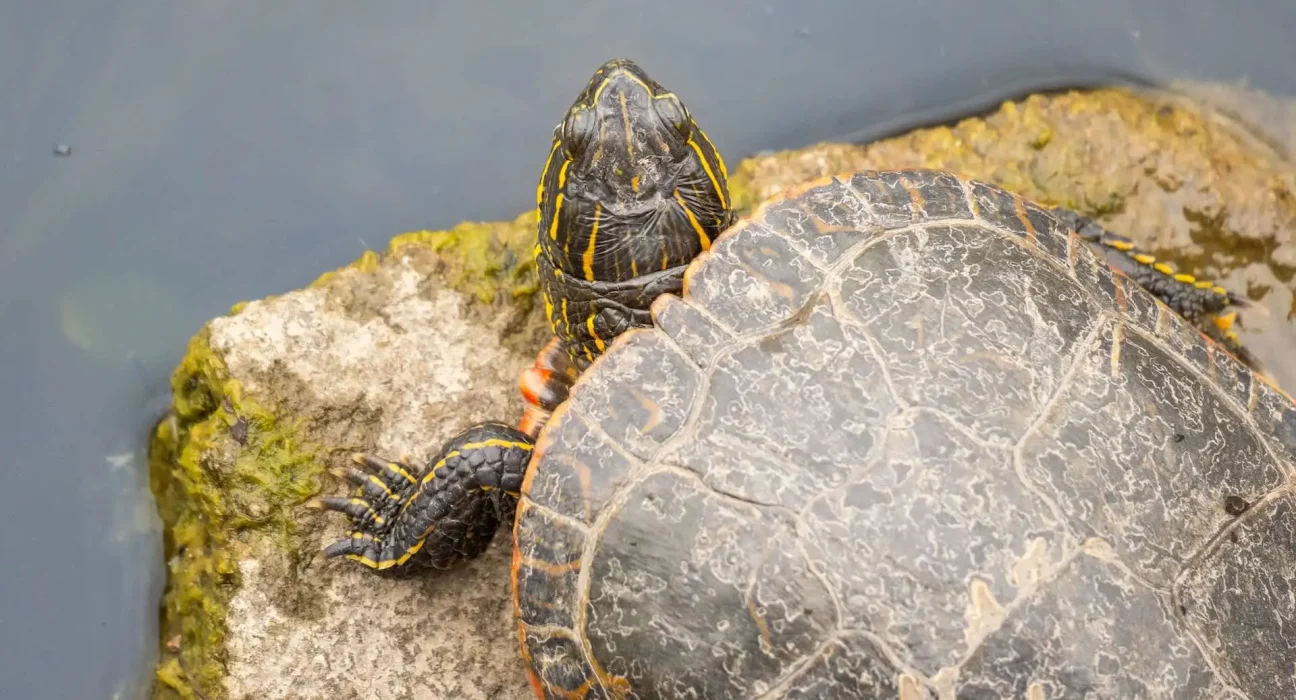 Deux tortues en pleine 'yoga' sur un rocher : une étonnante leçon scientifique