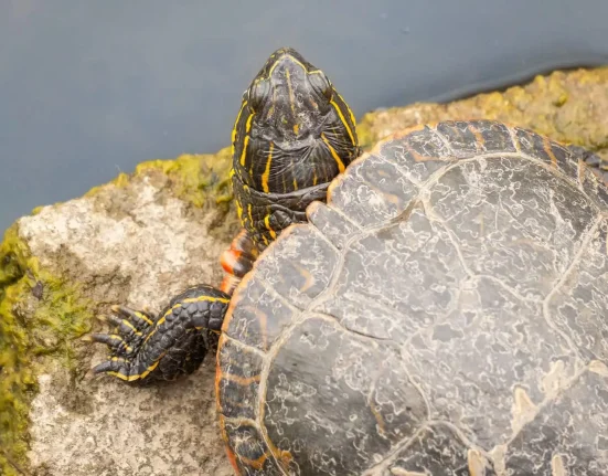 Deux tortues en pleine 'yoga' sur un rocher : une étonnante leçon scientifique