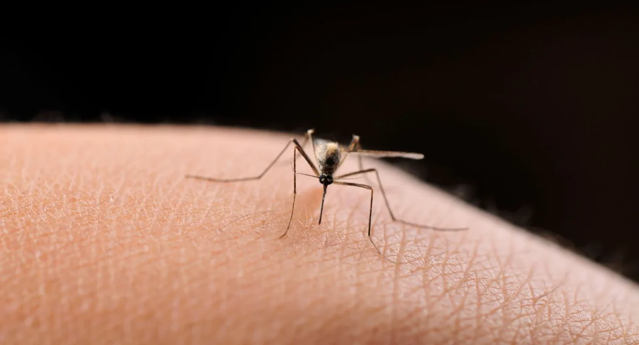 Femme hospitalisée après le premier cas de virus du Nil occidental de l'année : alerte aux moustiques dans la région