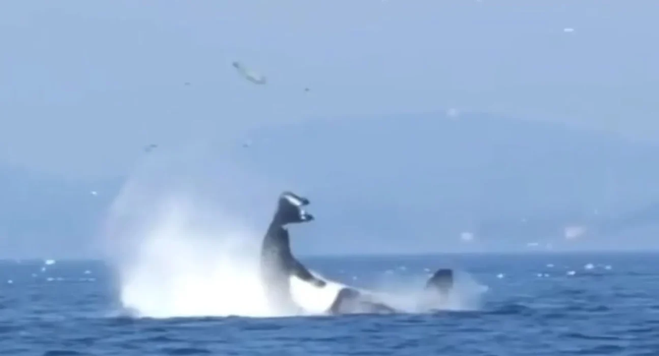 Incroyable : Un orque de Bigg's propulse un phoque dans les airs au large de Victoria