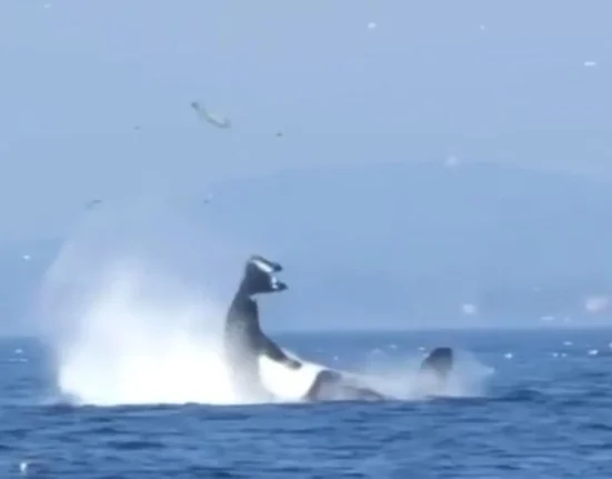 Incroyable : Un orque de Bigg's propulse un phoque dans les airs au large de Victoria