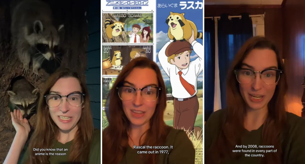 Invasion de ratons laveurs inspirée par l'anime : un chaos sans précédent au Japon