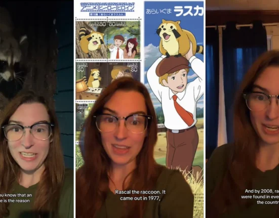 Invasion de ratons laveurs inspirée par l'anime : un chaos sans précédent au Japon