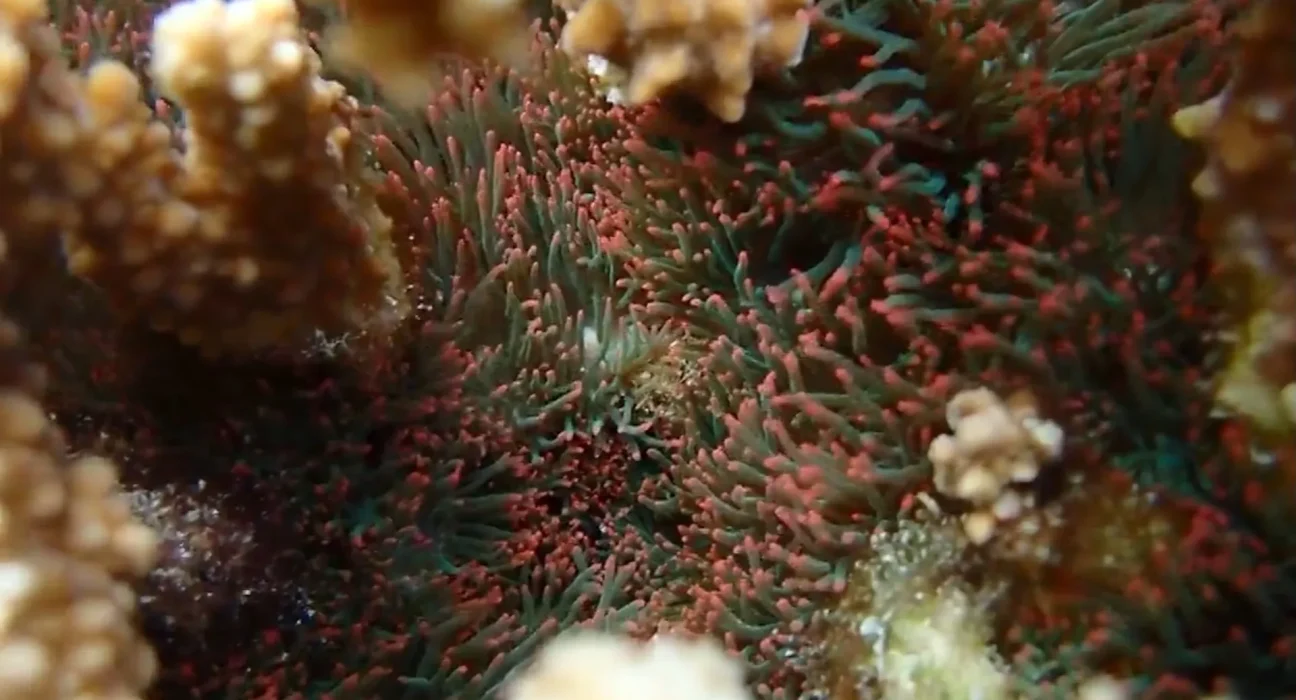 Kaneohe Bay : Lutte contre les anémones aquariophiles envahissantes avec des bâches, du chlore et 600 sacs de sable.