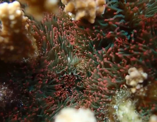 Kaneohe Bay : Lutte contre les anémones aquariophiles envahissantes avec des bâches, du chlore et 600 sacs de sable.