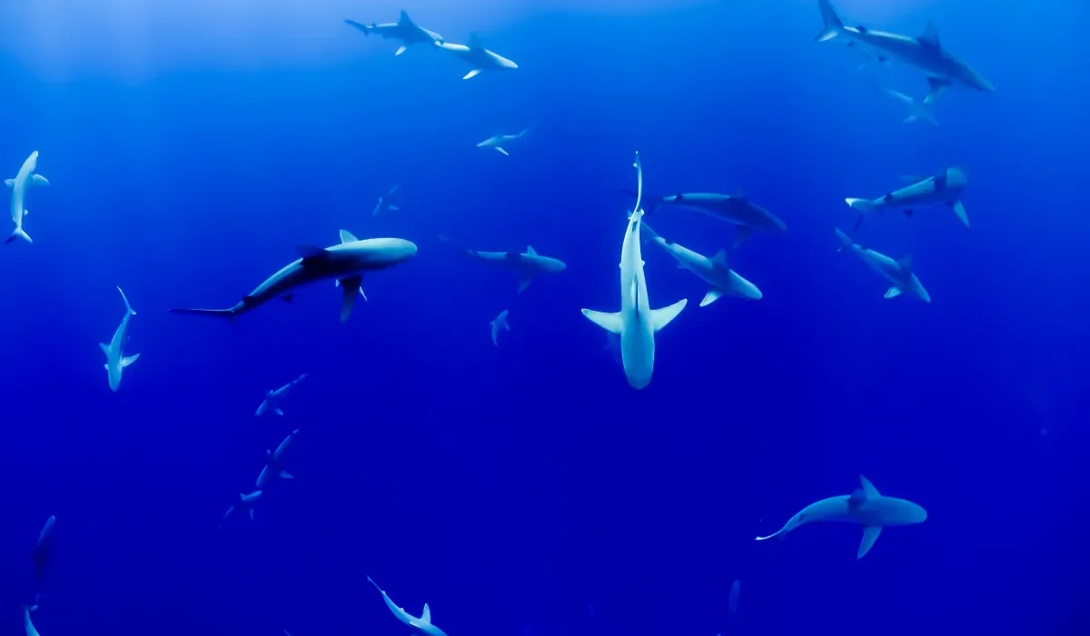 L'Australie Déploie des Drones Équipés d'IA pour Prévenir les Attaques de Requins