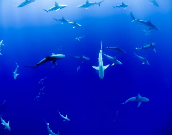L'Australie Déploie des Drones Équipés d'IA pour Prévenir les Attaques de Requins