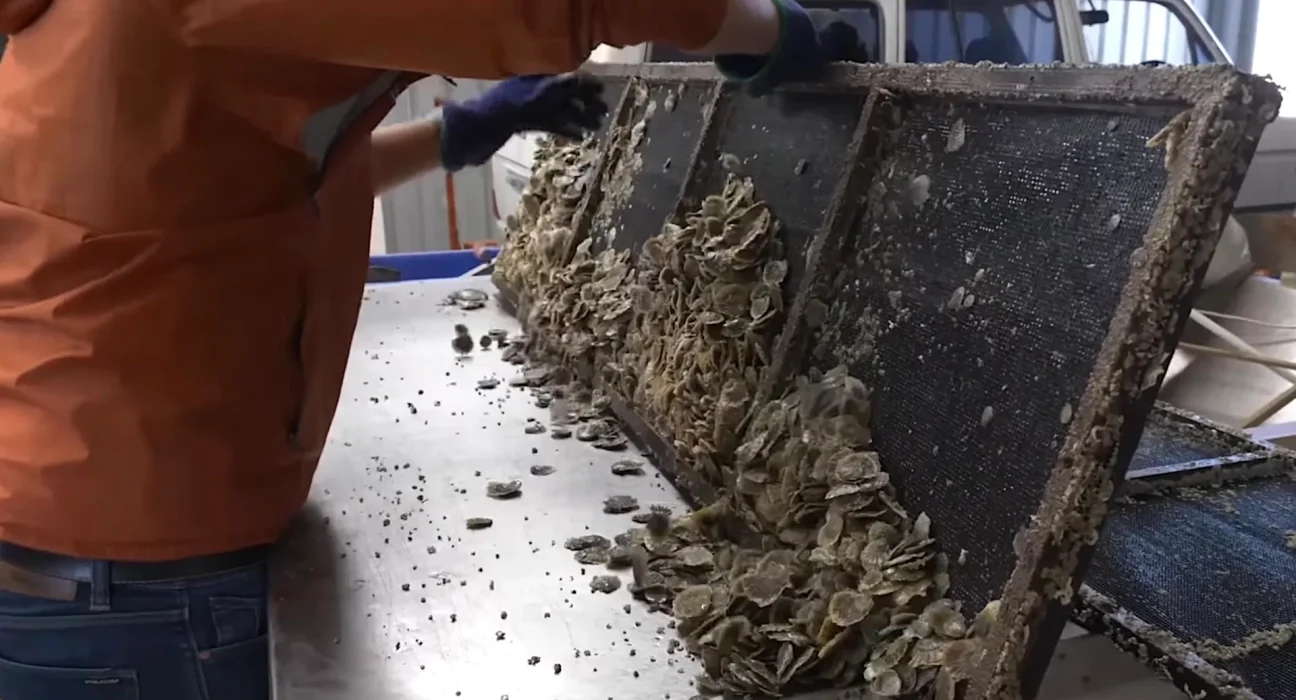 L'Australie recycle 150 000 brouettes de coques, et le retour des poissons est rapide.