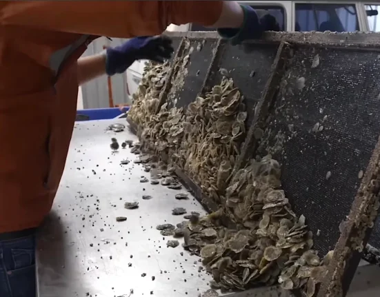 L'Australie recycle 150 000 brouettes de coques, et le retour des poissons est rapide.