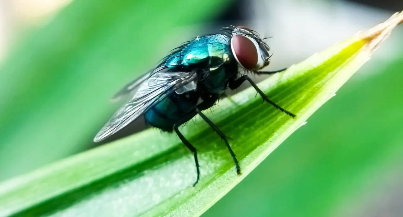 L'USDA confirme la présence de la mouche dévoreuse de chair à seulement 40 km de la frontière américaine.