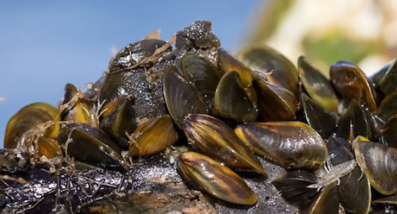 La crise des moules dorées : un comté californien déclare l'état d'urgence face aux menaces sur ses infrastructures