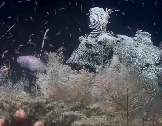La découverte d'un royaume corallien en haute mer aussi vaste que la Cité du Vatican