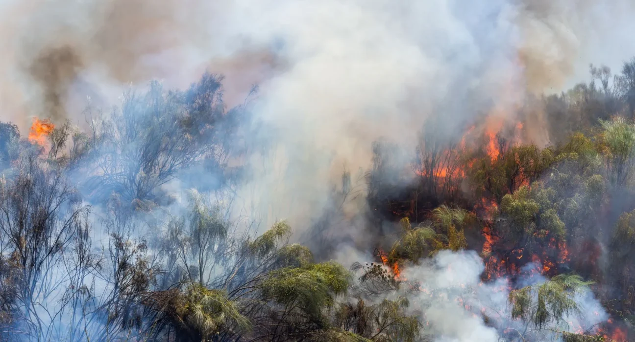 La fumée des incendies de forêt détruit des décennies de progrès en matière de qualité de l'air aux États-Unis, notamment à l'Ouest.