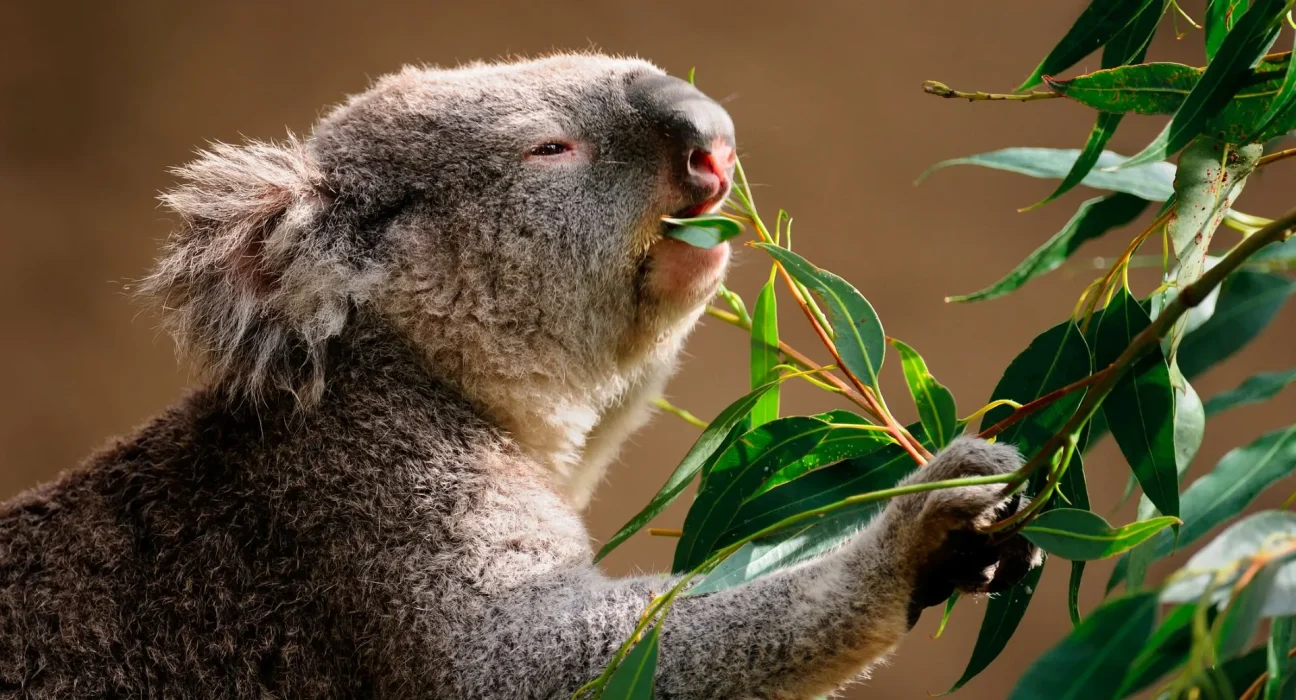 La surpopulation des koalas en Australie-Méridionale menace les forêts et suscite des craintes de famine.