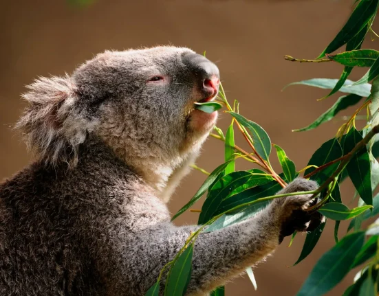 La surpopulation des koalas en Australie-Méridionale menace les forêts et suscite des craintes de famine.