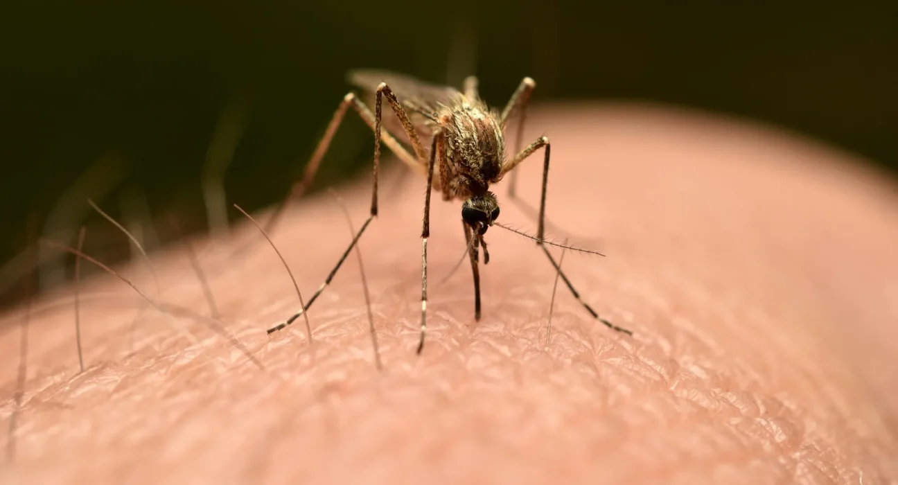 Le CDC élargit son avertissement sur le chikungunya avec l'ajout d'un nouveau pays, atteignant la plus grande propagation depuis 2005.