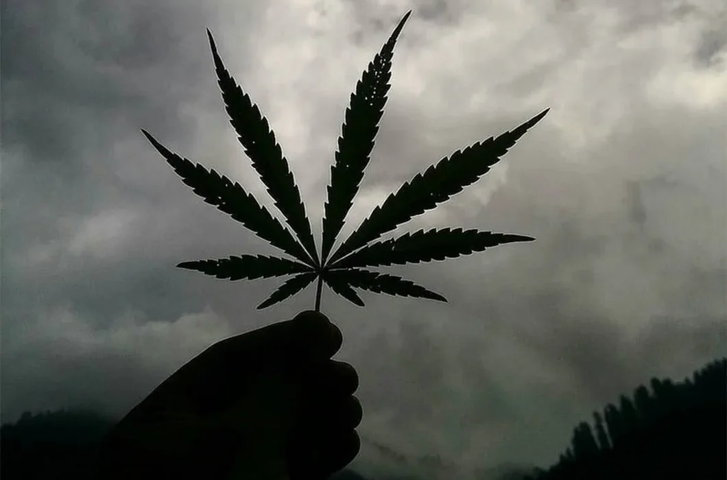 Le Cannabis : Réalités et Bienfaits pour la Santé selon les Experts.